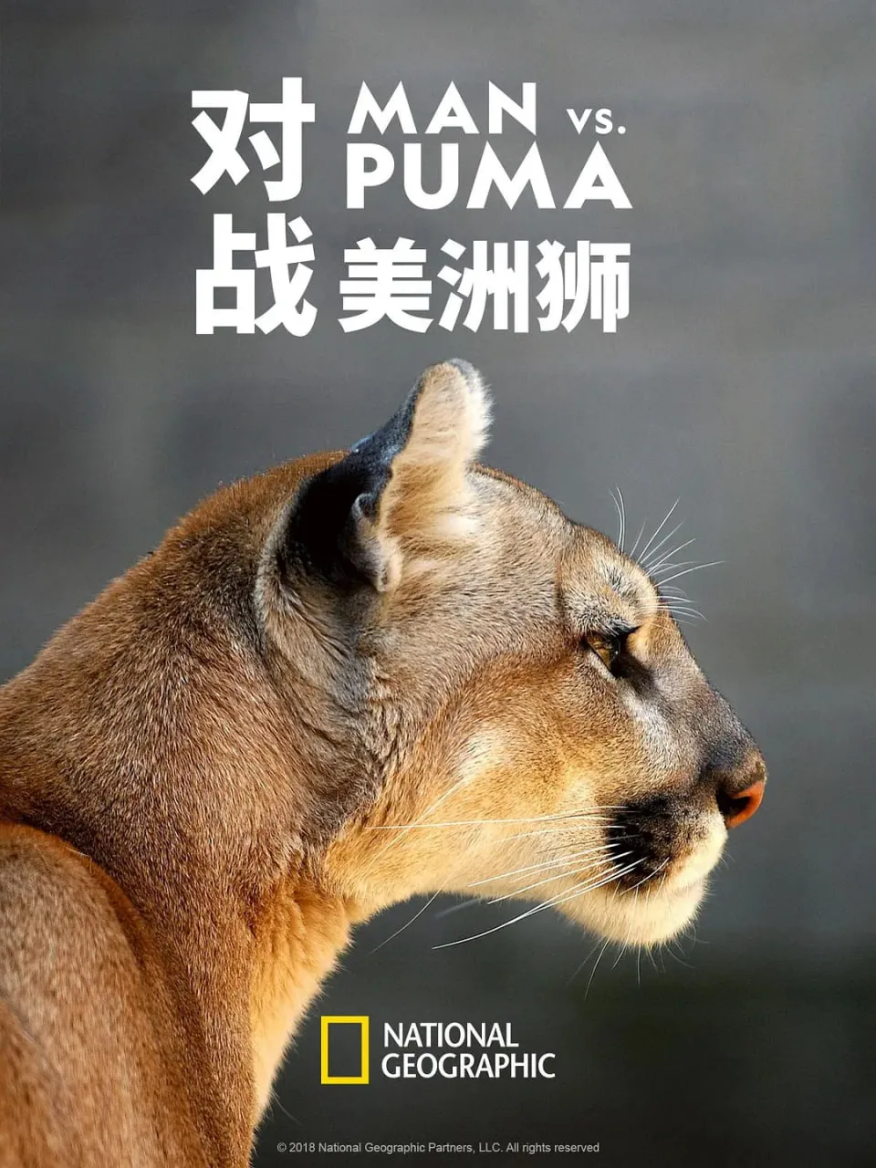 对战美洲狮海报